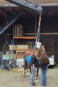 Das Pferd wurde miitels Kran zum Stehen gebracht, es muss bis es selbst stehen kann noch gehalten werden.