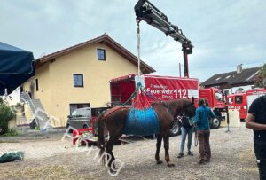 Das Pferd hängt noch am Kran, steht aber schon selbst und bekommt eine Infusion zum Ausleiten der Sedation